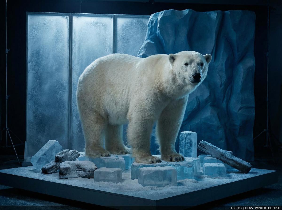 小马拉大车北极熊写真视频